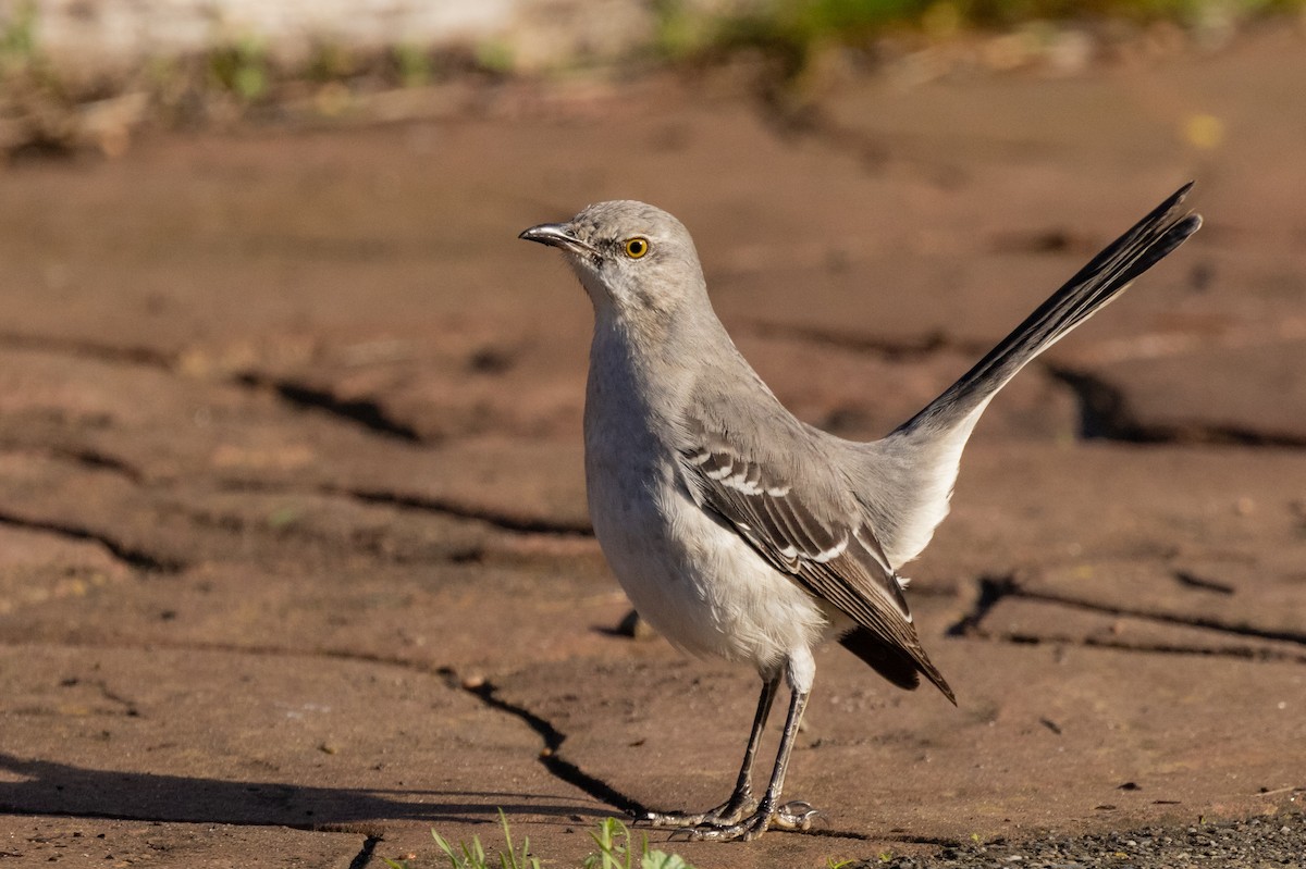 Northern Mockingbird - ML523382841