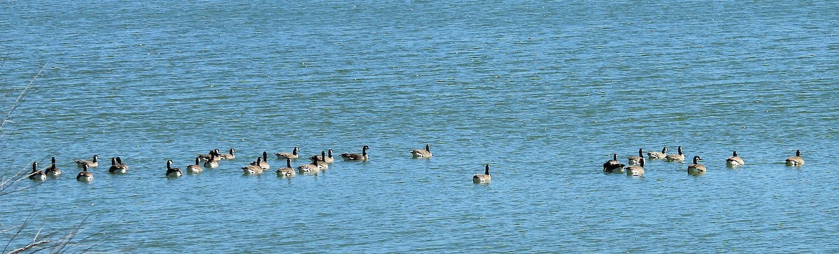 Canada Goose - ML523384191