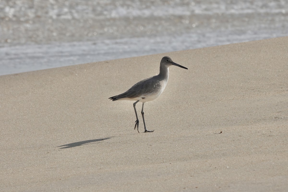 Willet - ML523384591