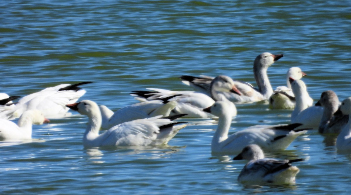 Snow Goose - ML523384811