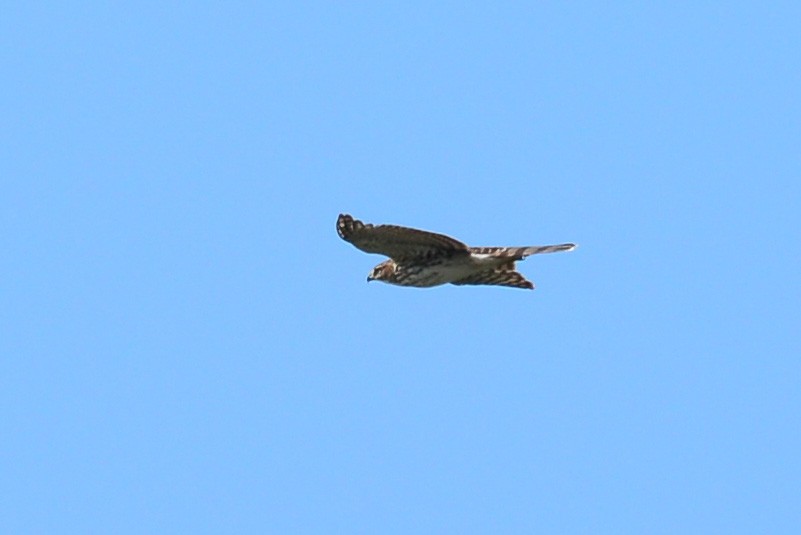 Cooper's Hawk - ML52338501