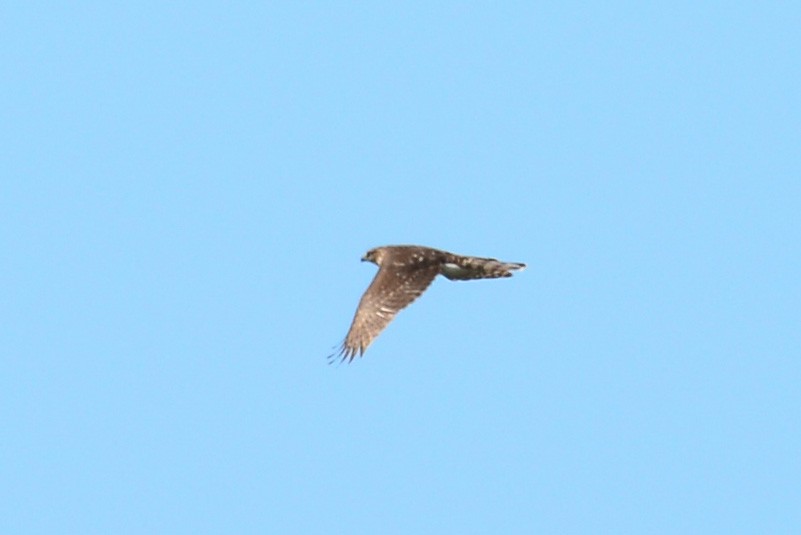 Cooper's Hawk - ML52338581