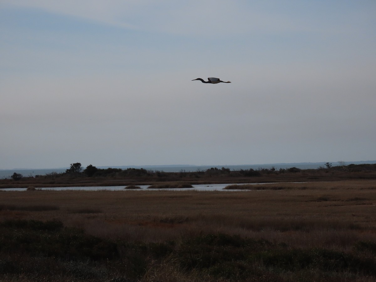 Tricolored Heron - ML523386531