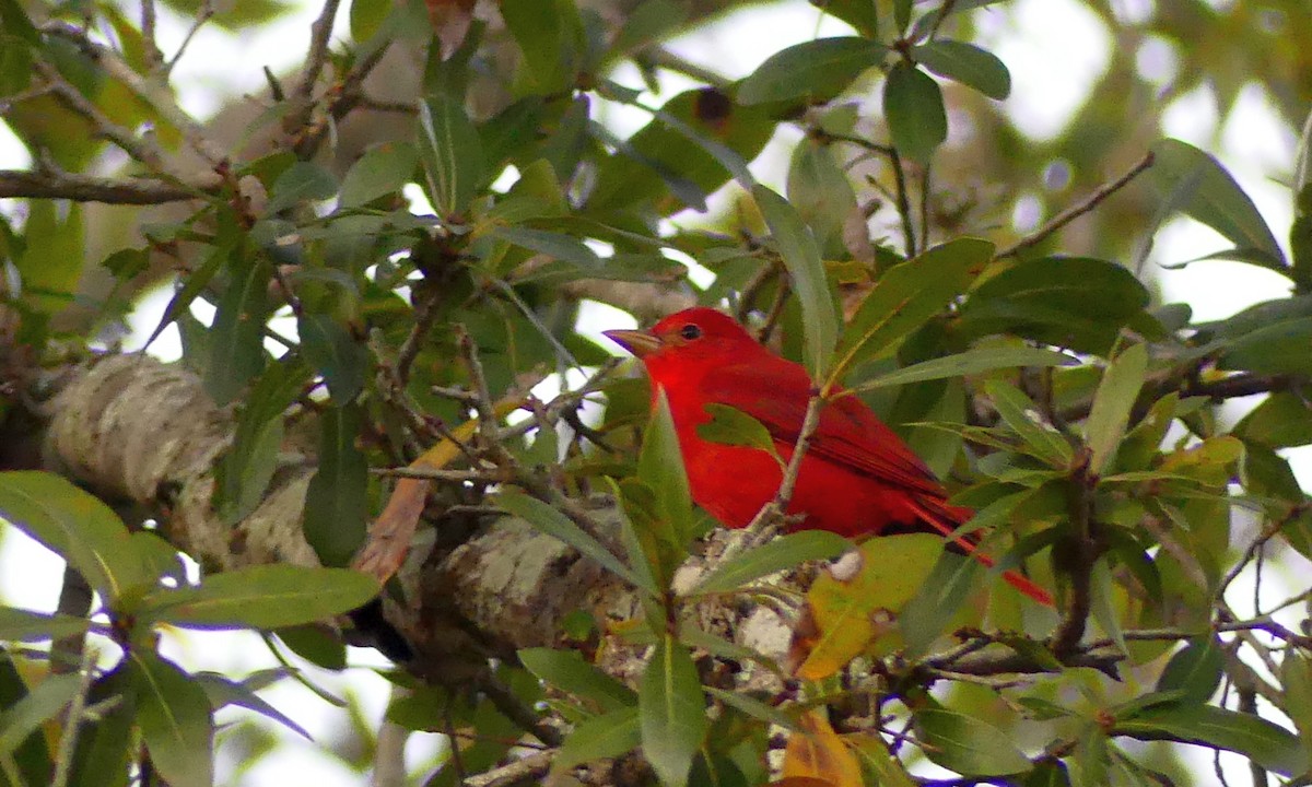 eBird Checklist - 12 Jan 2023 - Deerfield Lane, Clearwater, FL - 5 species