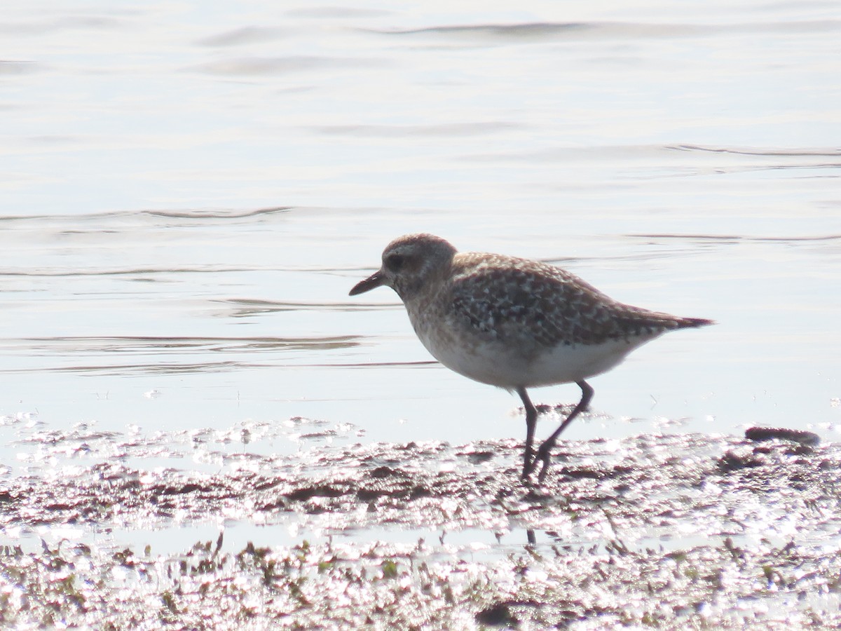 Black-bellied Plover - ML523387091