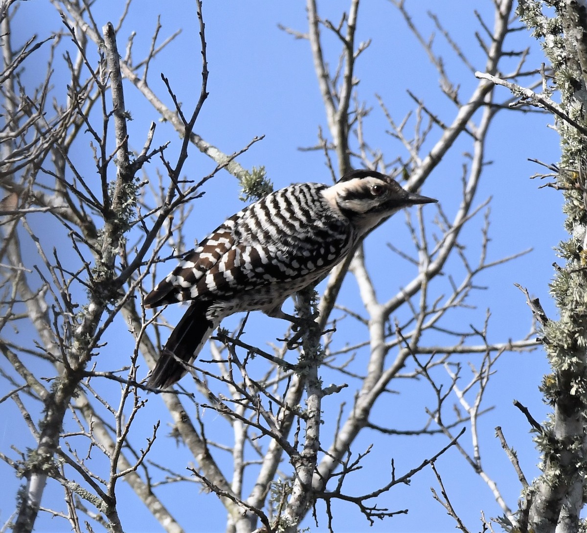 Ladder-backed Woodpecker - David True