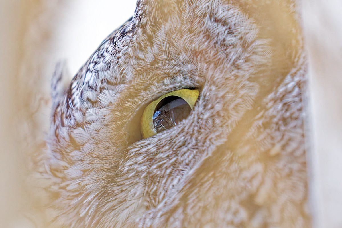 Western Screech-Owl - ML523388911