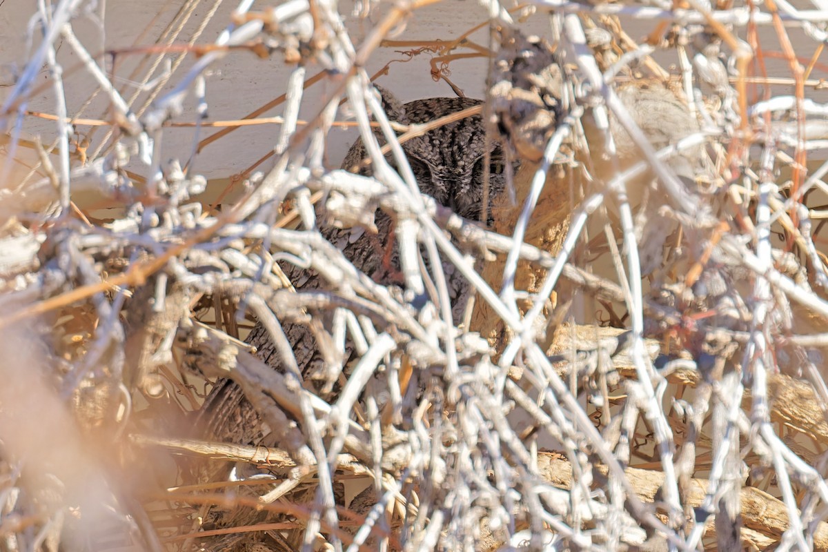 Western Screech-Owl - ML523388921