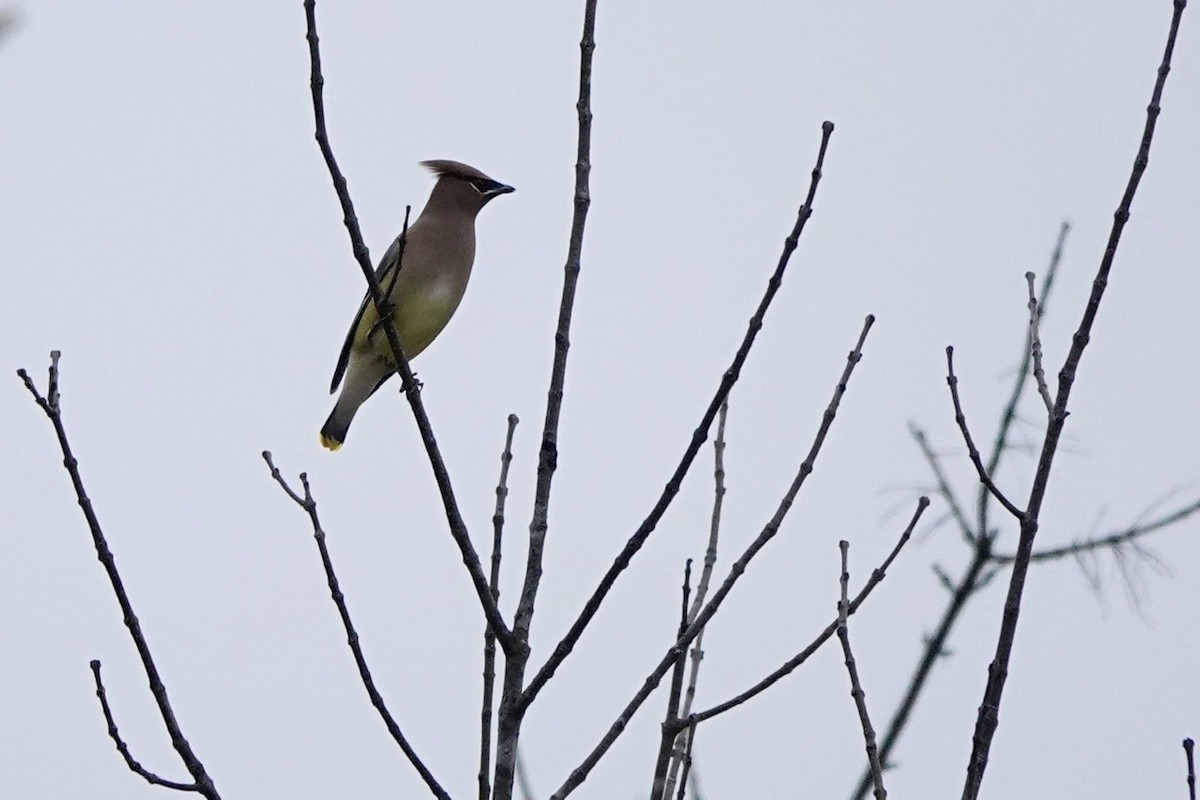 Cedar Waxwing - ML523389961