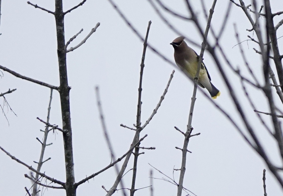 Cedar Waxwing - ML523389971