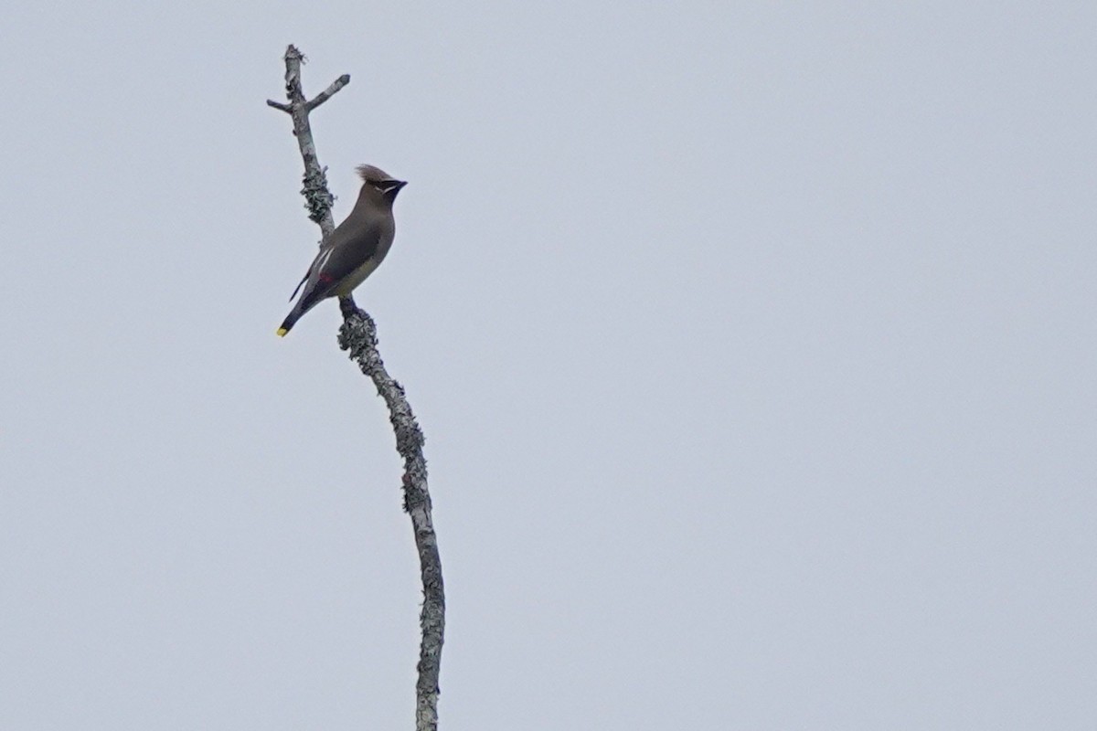 Cedar Waxwing - ML523389981