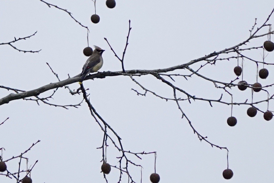 Cedar Waxwing - ML523389991