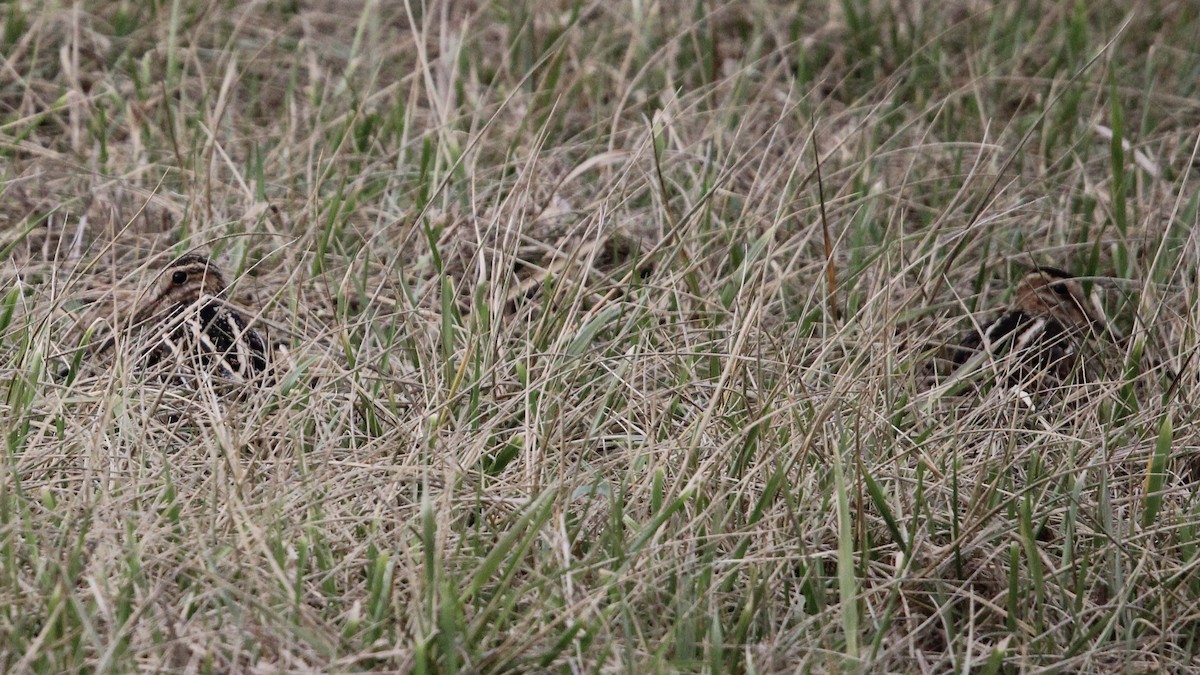 Wilson's Snipe - Susan Wood