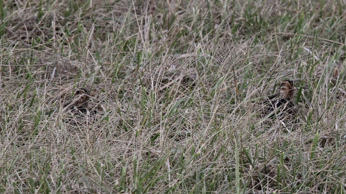 Wilson's Snipe - Susan Wood