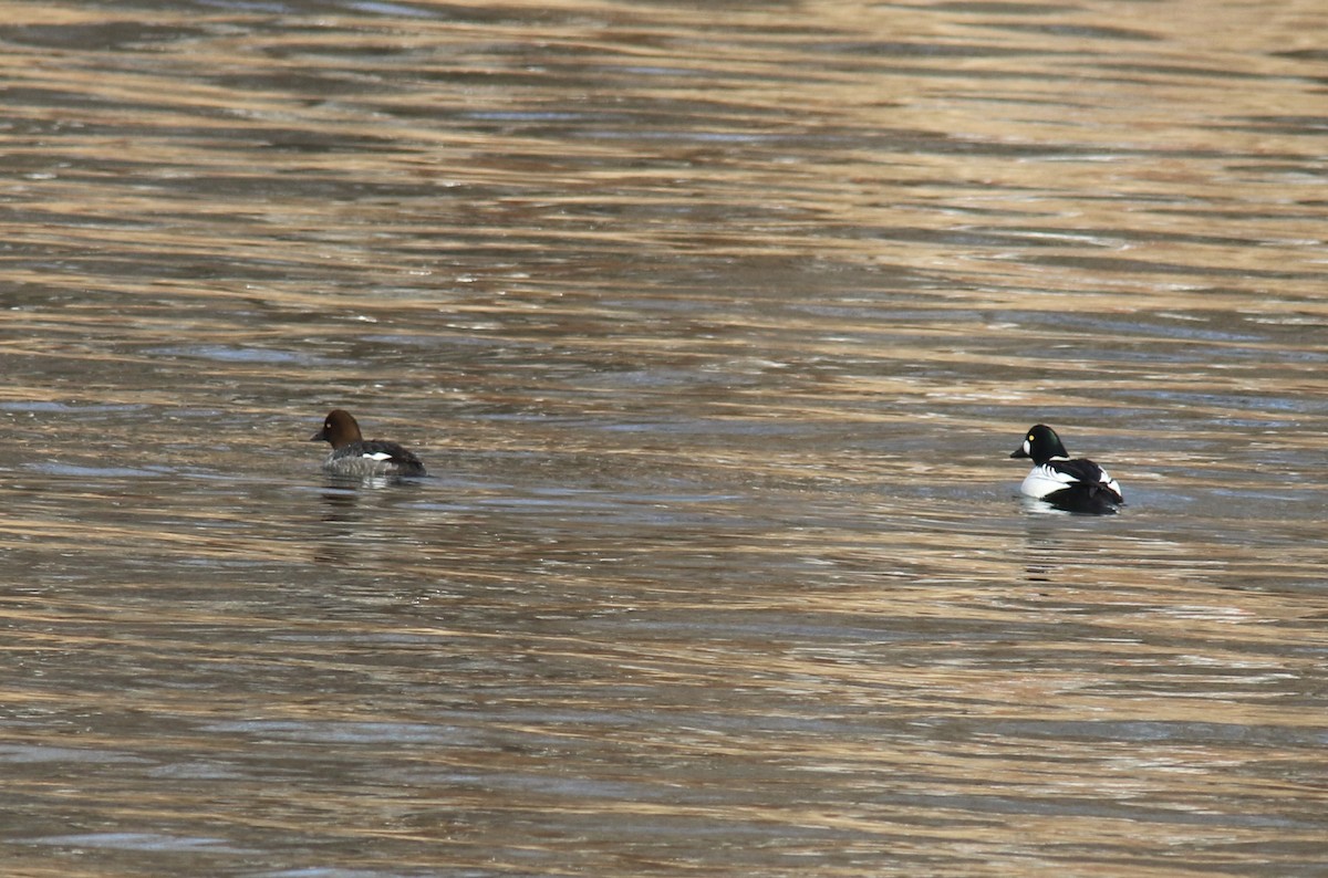 Common Goldeneye - ML523392591