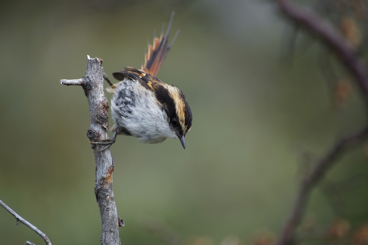 Thorn-tailed Rayadito - ML52339301