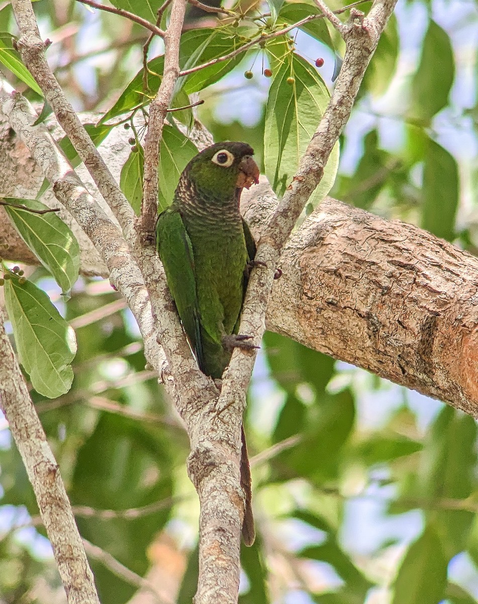 Maroon-tailed Parakeet - ML523394401