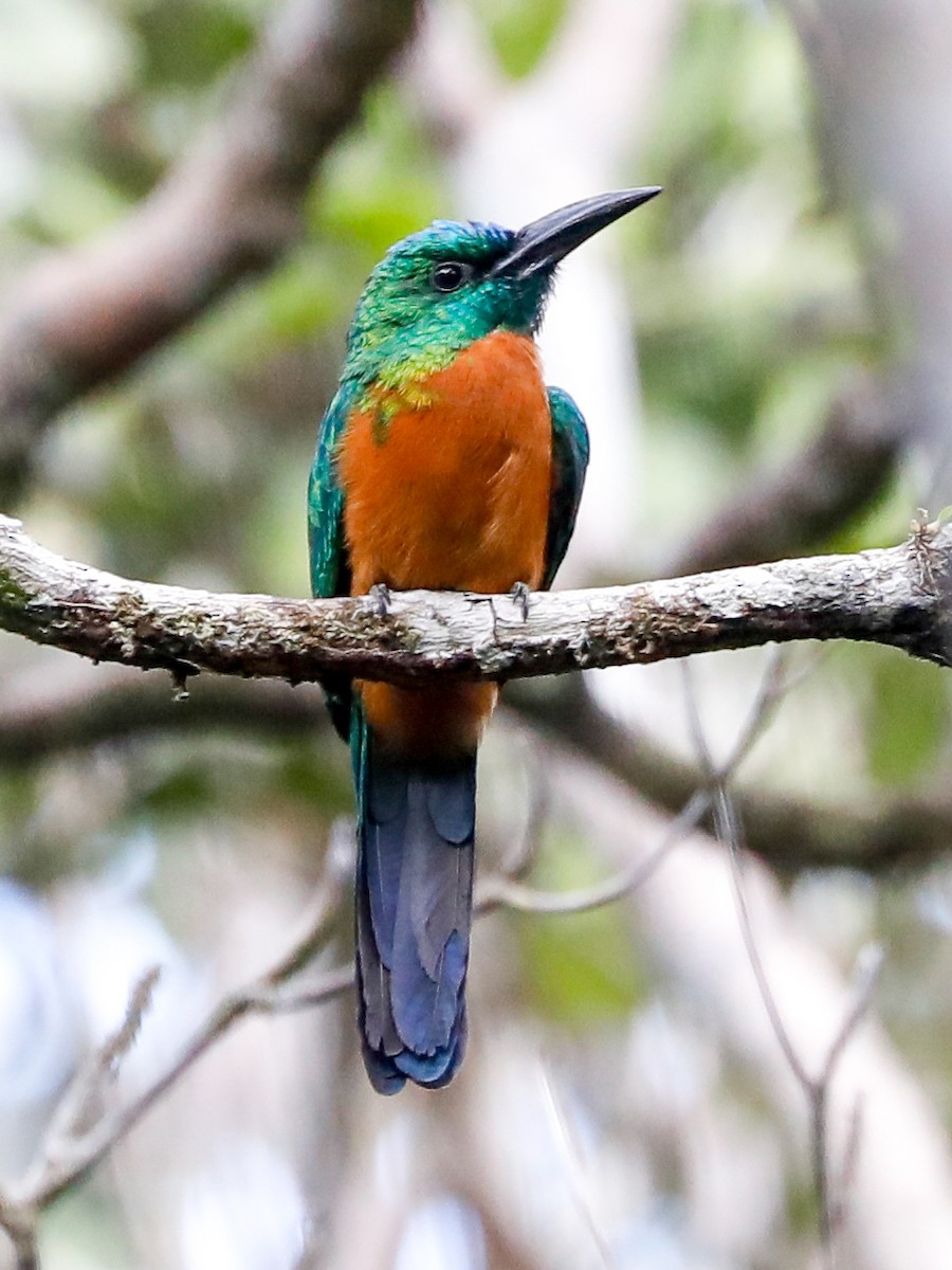 Great Jacamar - ML523394461