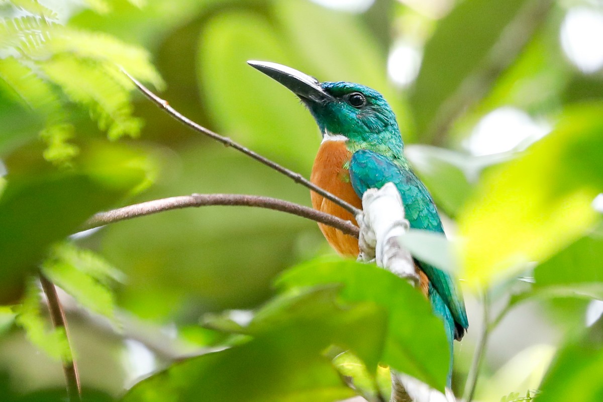 Great Jacamar - ML523394471