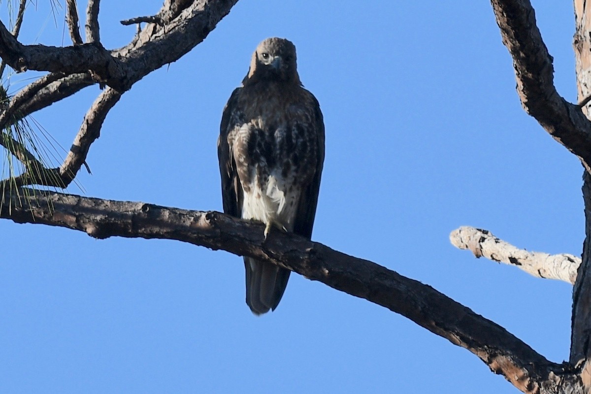 Red-tailed Hawk - barbara segal