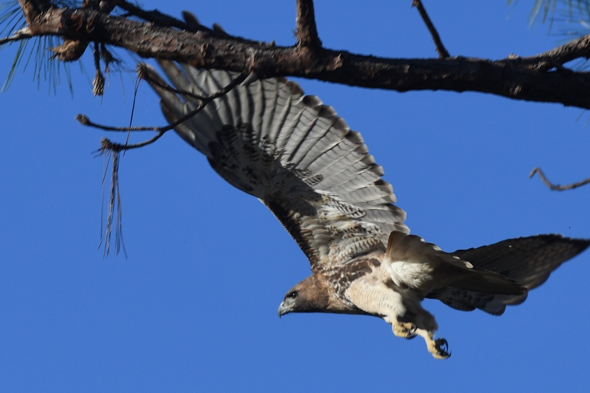Red-tailed Hawk - ML523396171