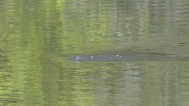 Australasian Grebe - ML523396761