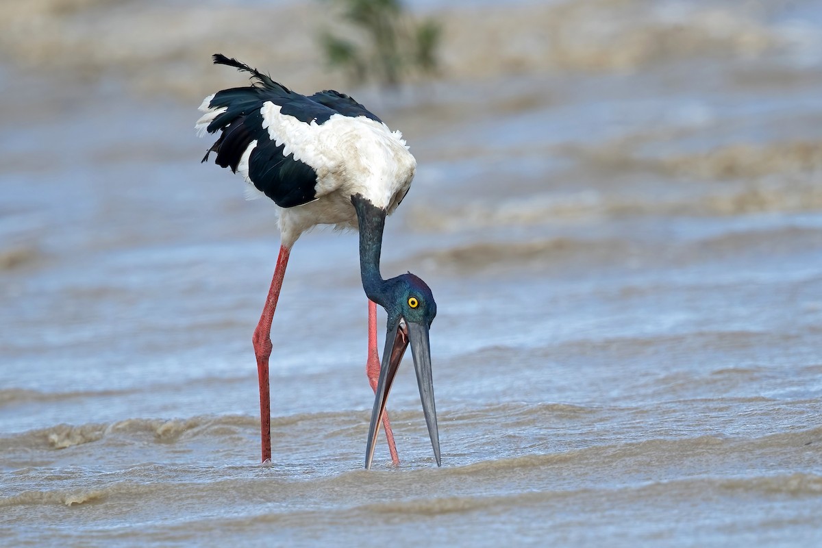 Black-necked Stork - David Irving