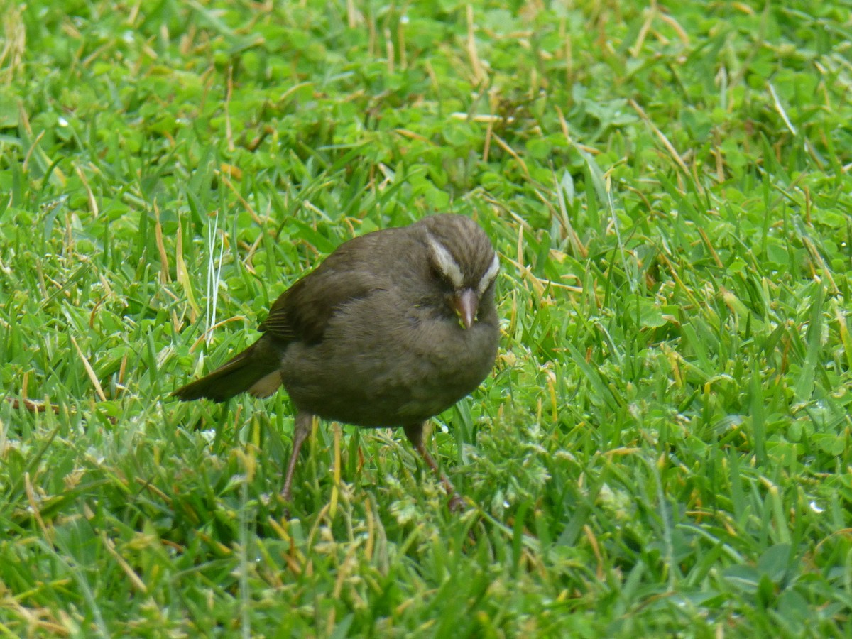 Brown-rumped Seedeater - ML523397091