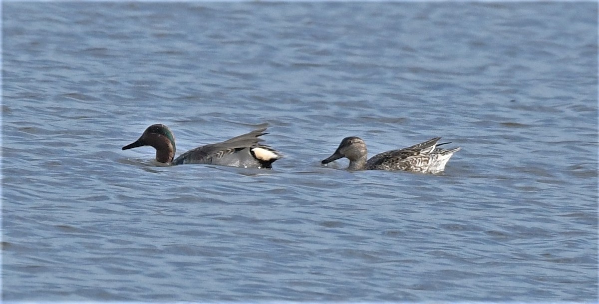 Green-winged Teal - ML523398071