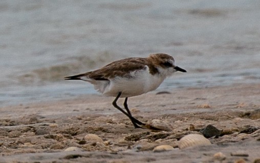 Red-capped Plover - ML523398411