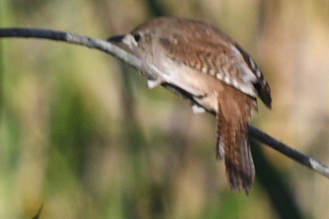 House Wren - barbara segal