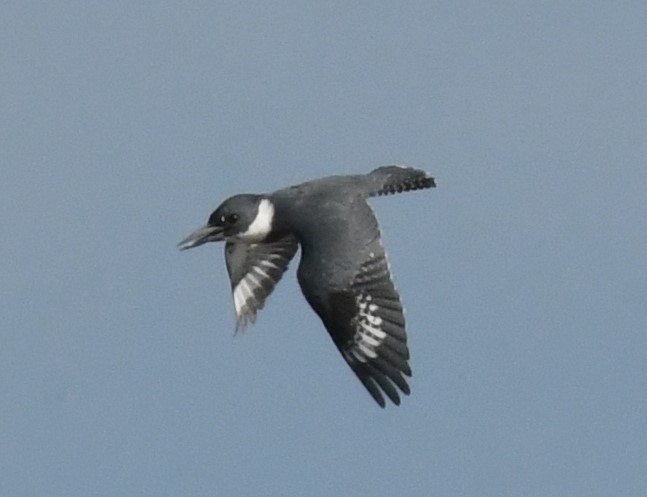 Belted Kingfisher - ML523398921
