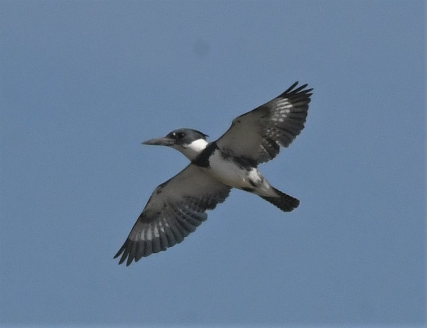 Belted Kingfisher - ML523399171