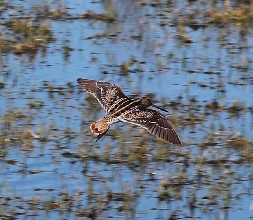 Wilson's Snipe - ML523399191