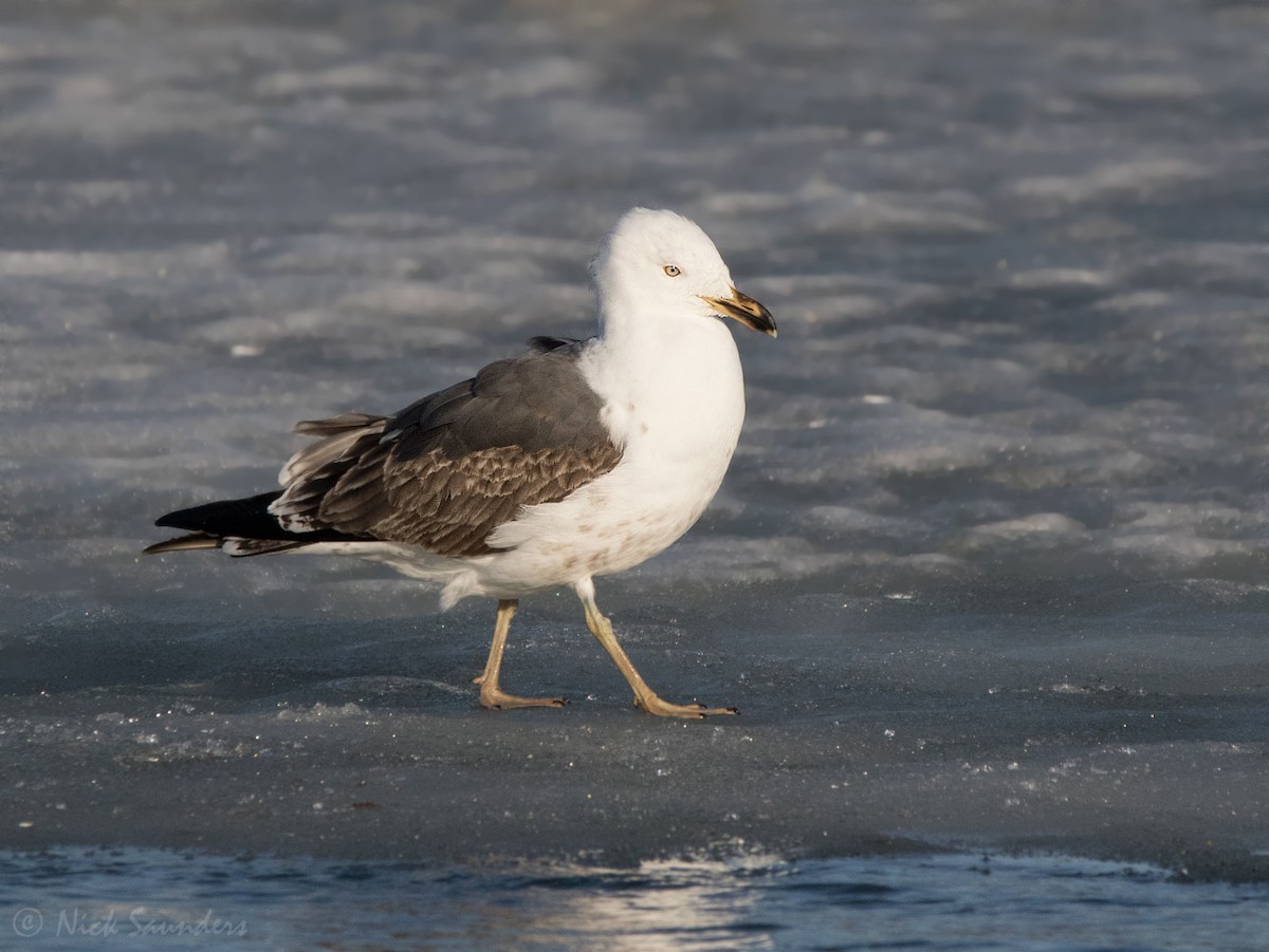 Lesser Black-backed Gull - ML52339931