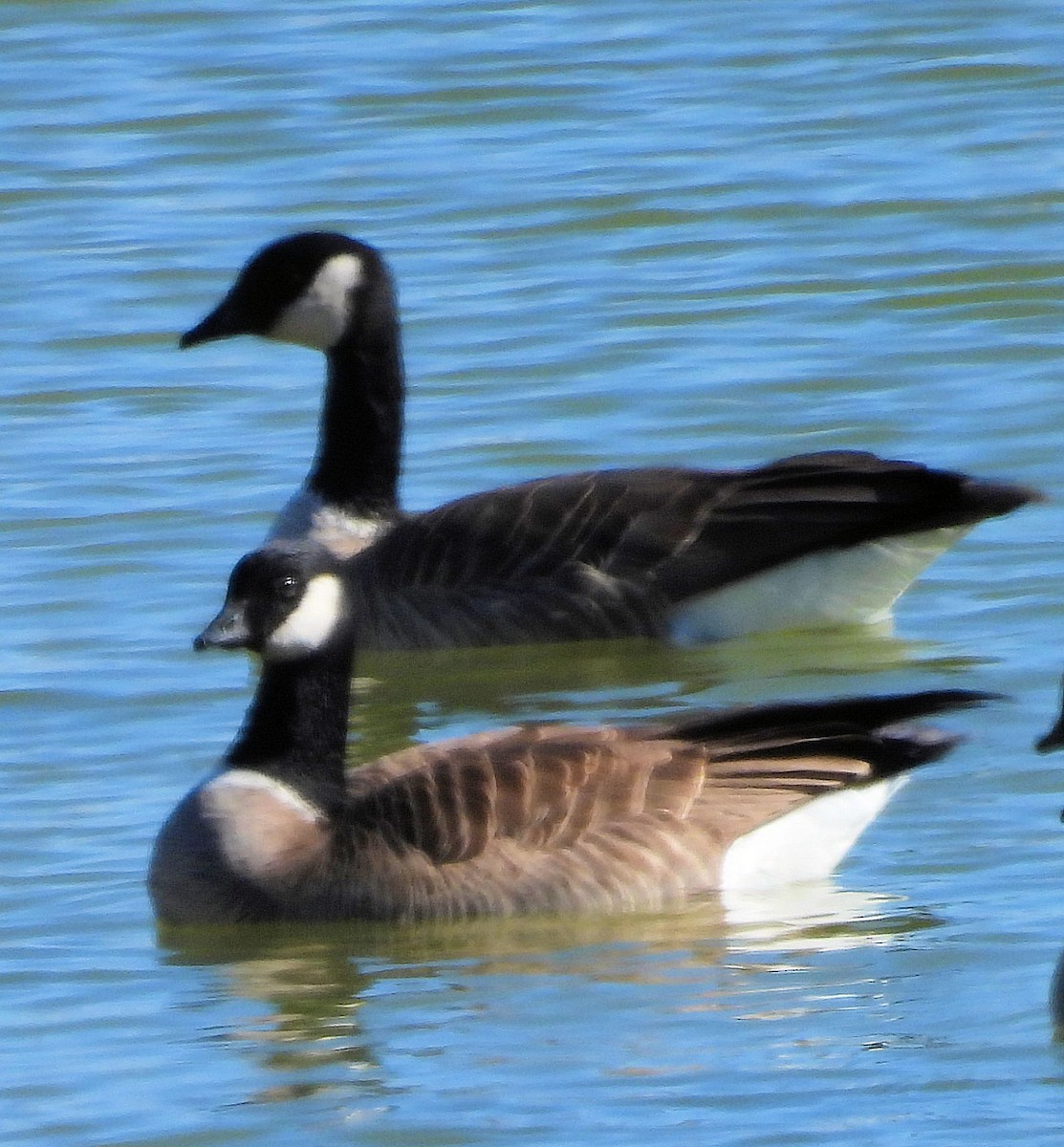 Cackling Goose (Richardson's) - ML523399371