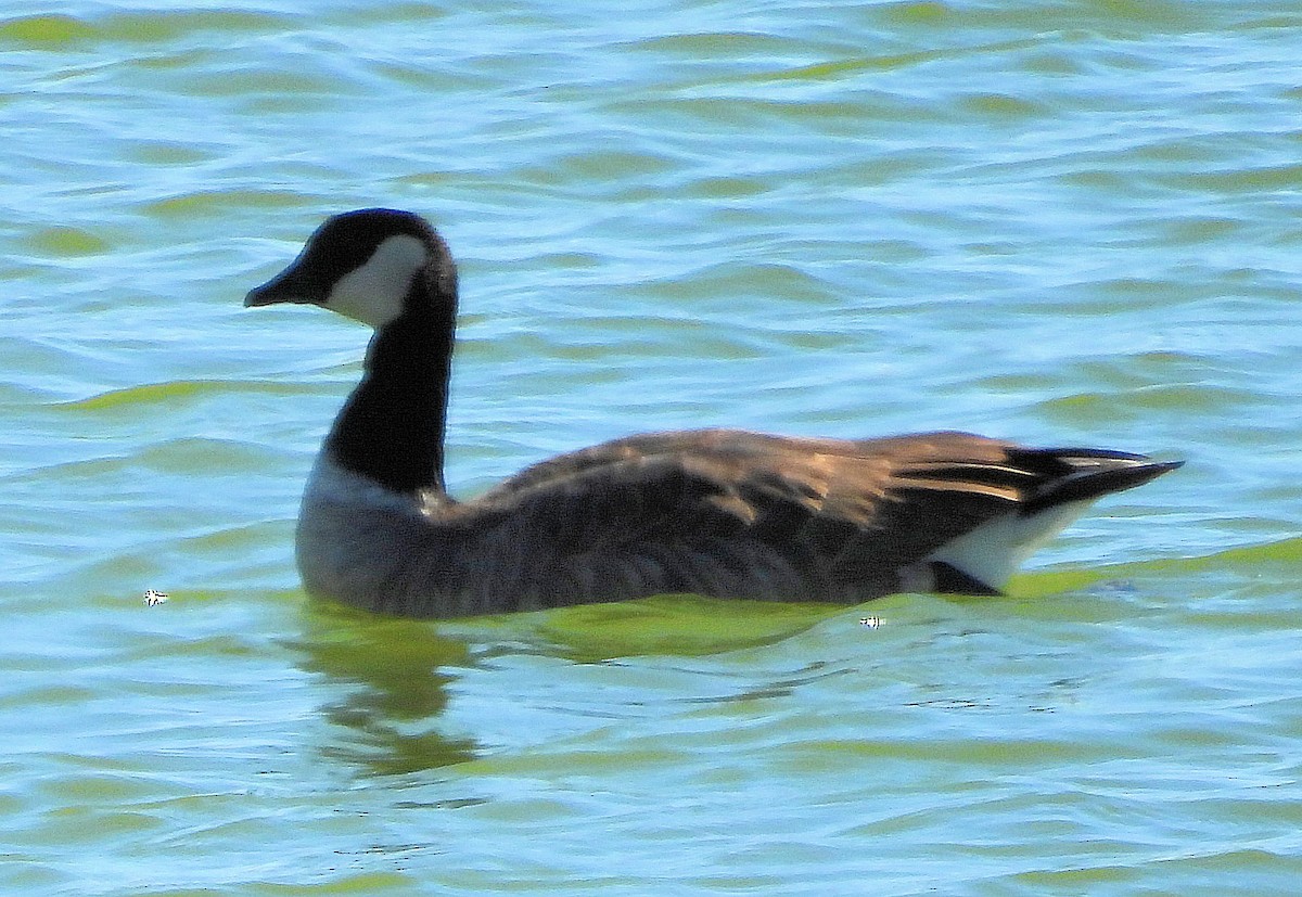 Cackling Goose (Richardson's) - ML523399611