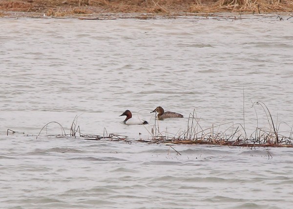 Canvasback - ML52340041