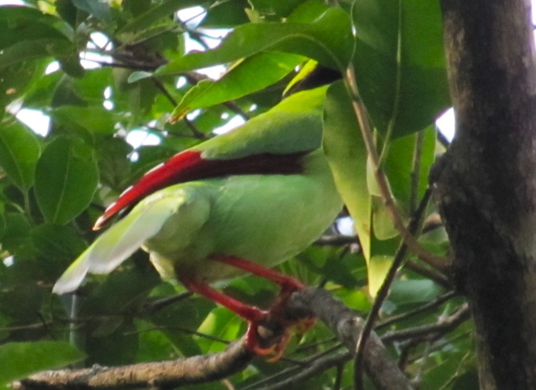 Common Green-Magpie - ML523400661