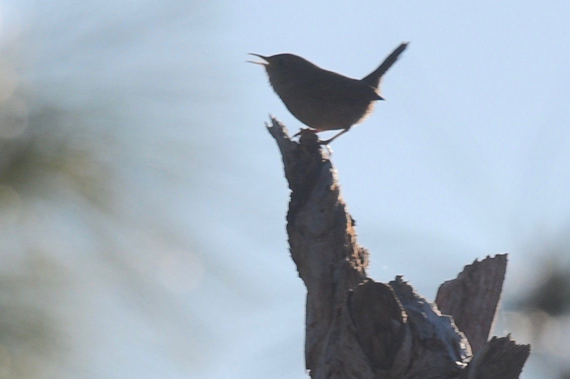 House Wren - ML523400841