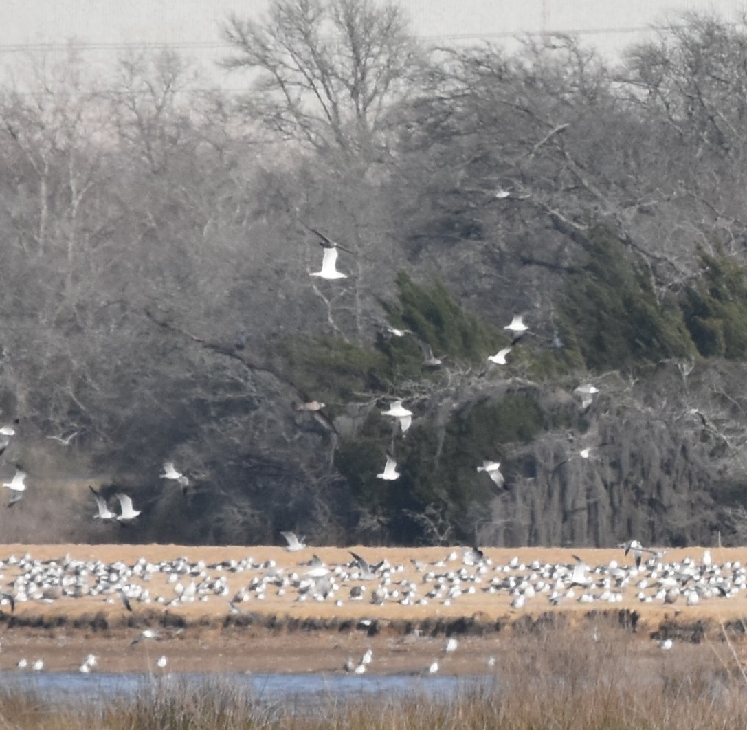 Glaucous Gull - Ross Silcock