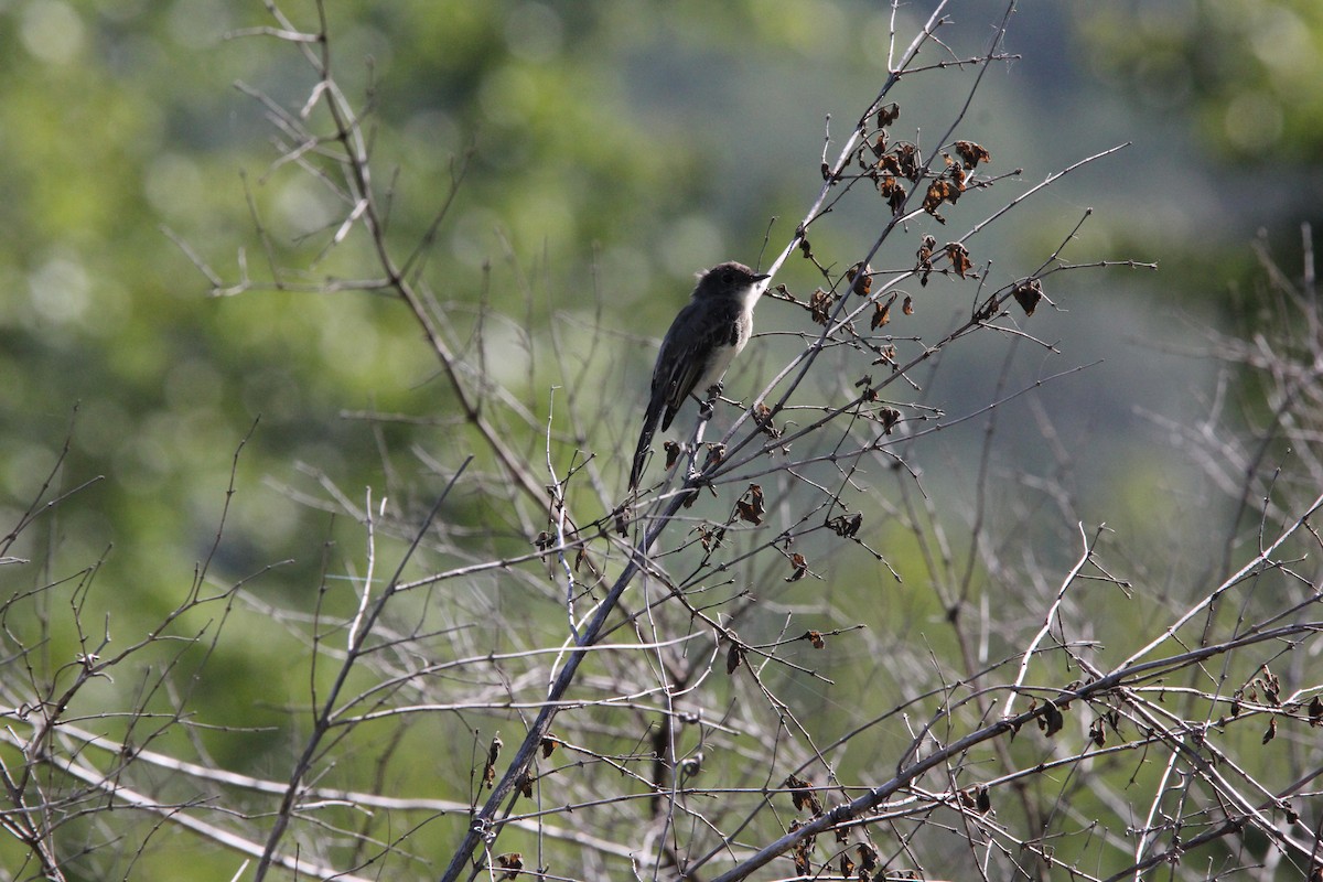 Eastern Phoebe - ML523404701