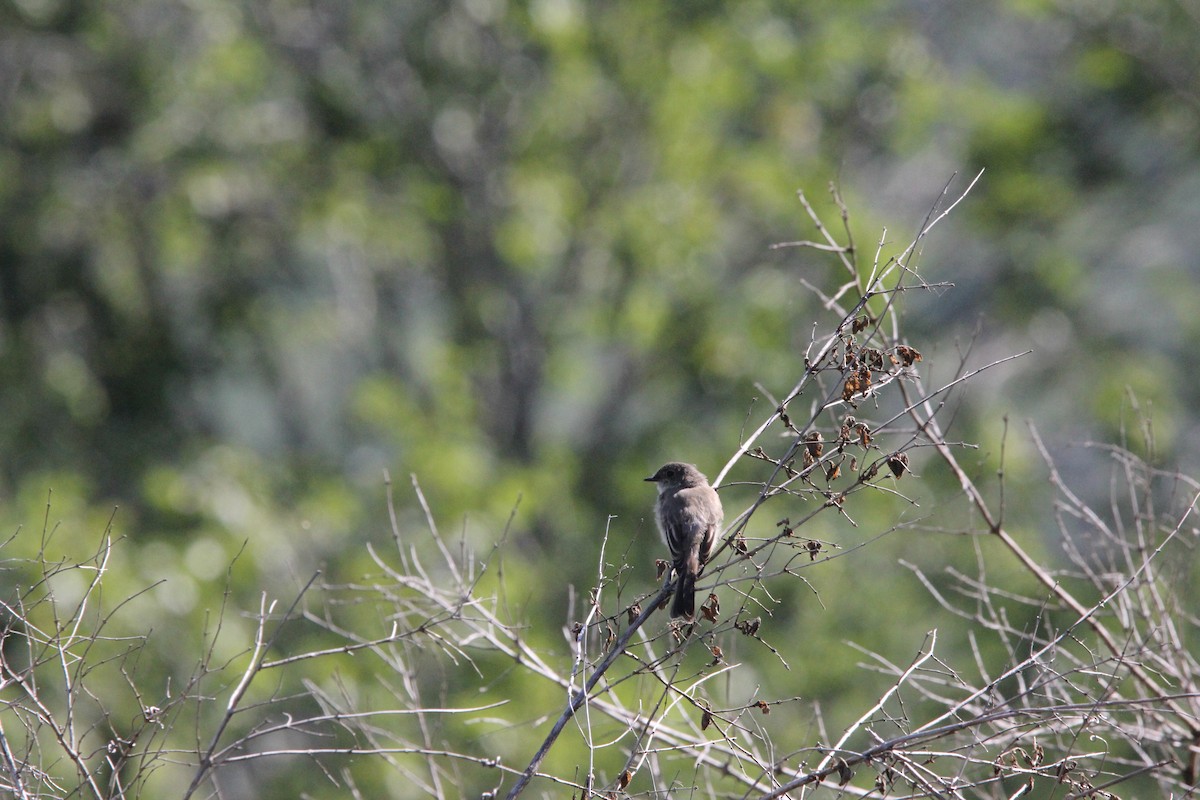 Eastern Phoebe - ML523404711