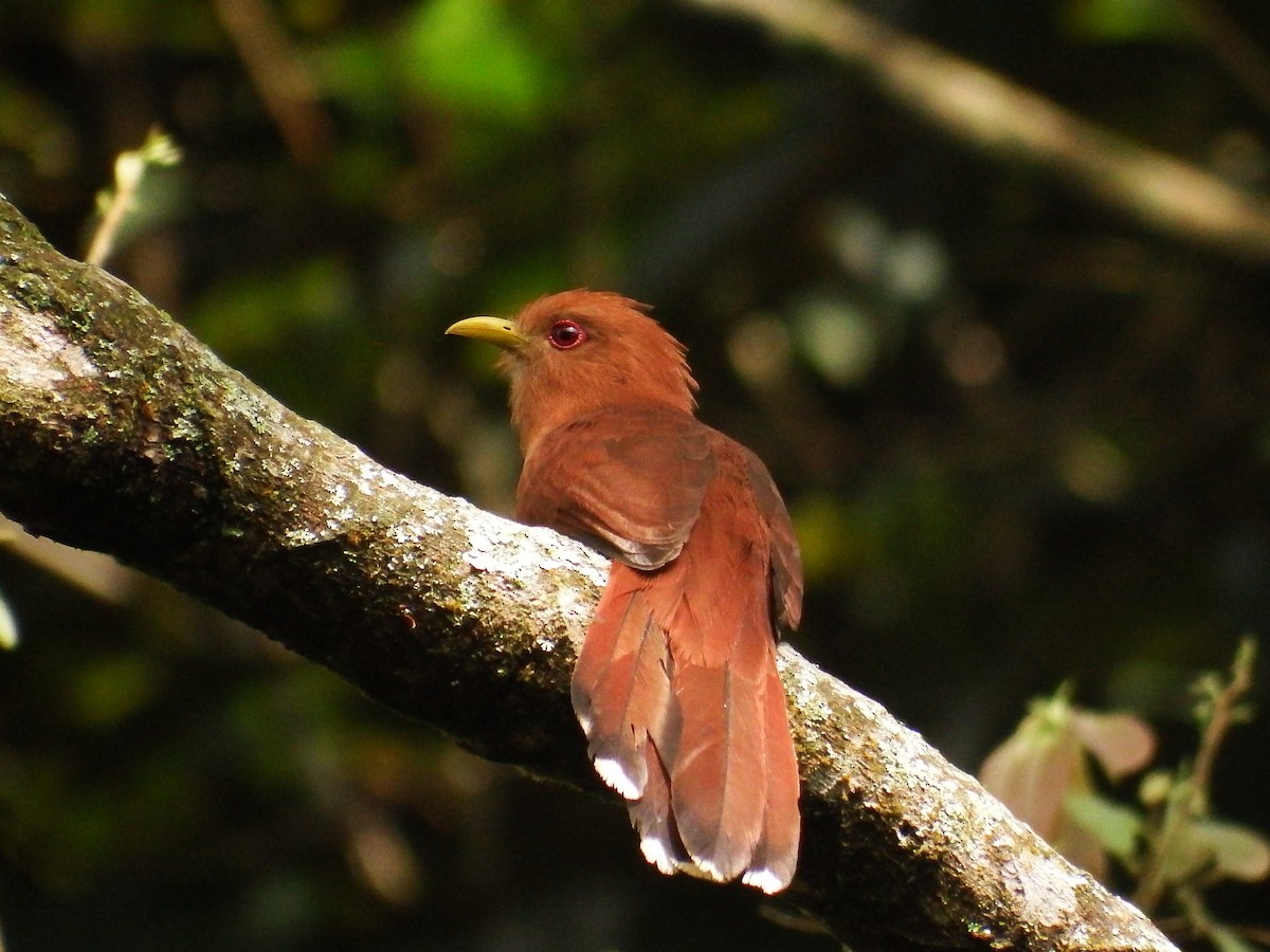 Little Cuckoo - Carlos E. Delgado (JUMABITA)