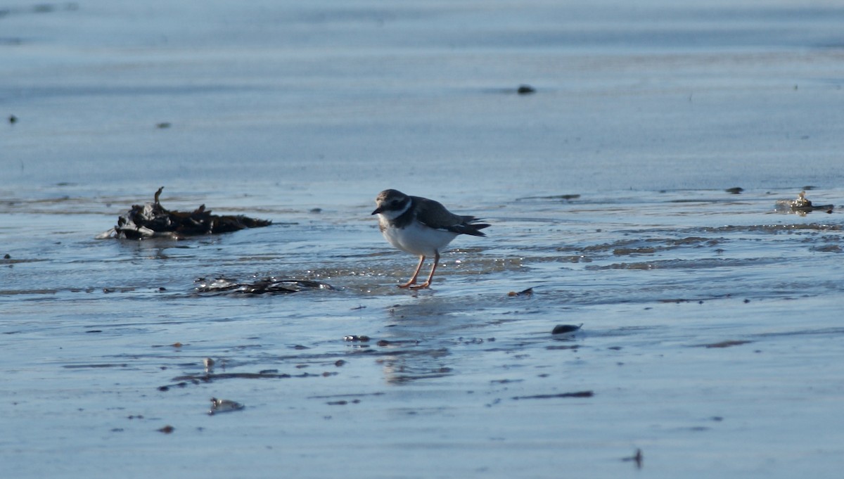 Common Ringed Plover - ML523405461