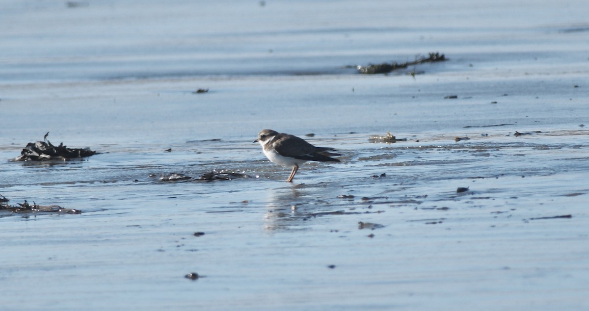 Common Ringed Plover - ML523405471