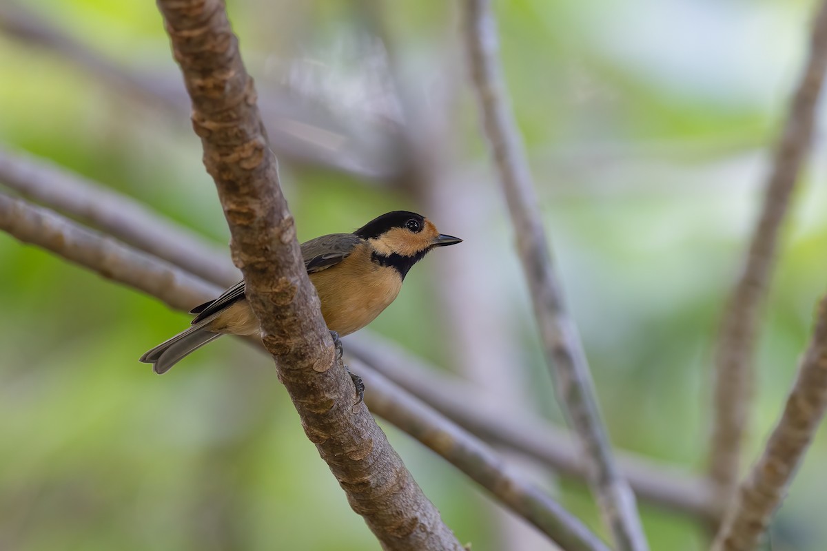 Iriomote Tit - Kasia & Takashi Someya