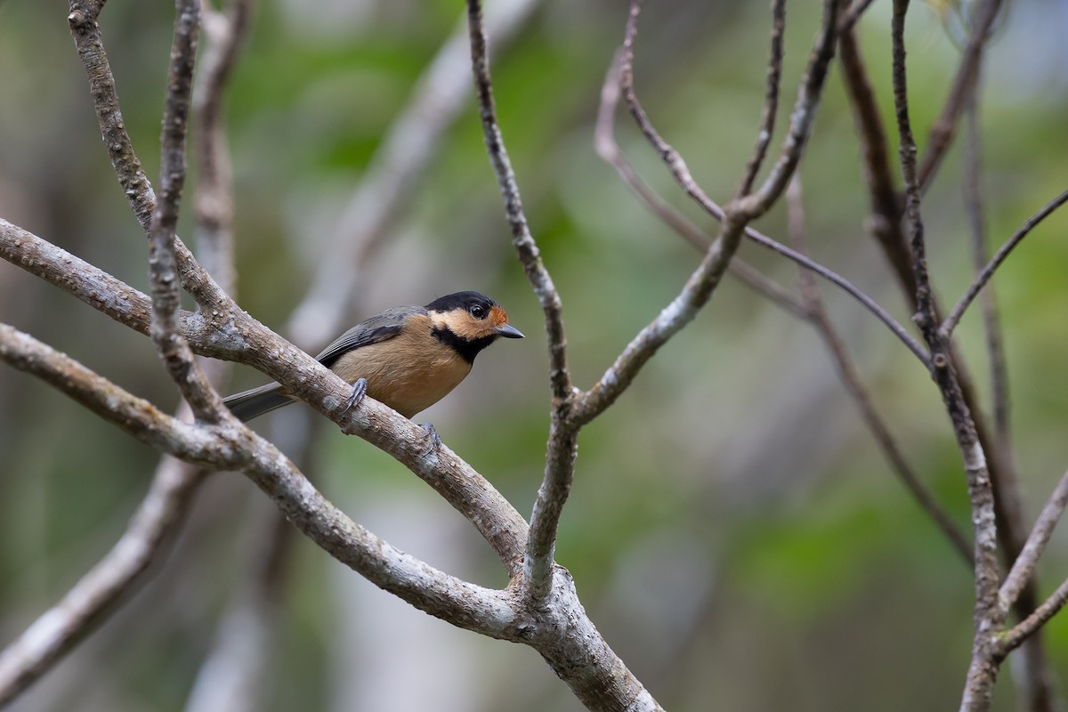 Mésange d'Iriomote - ML523406211