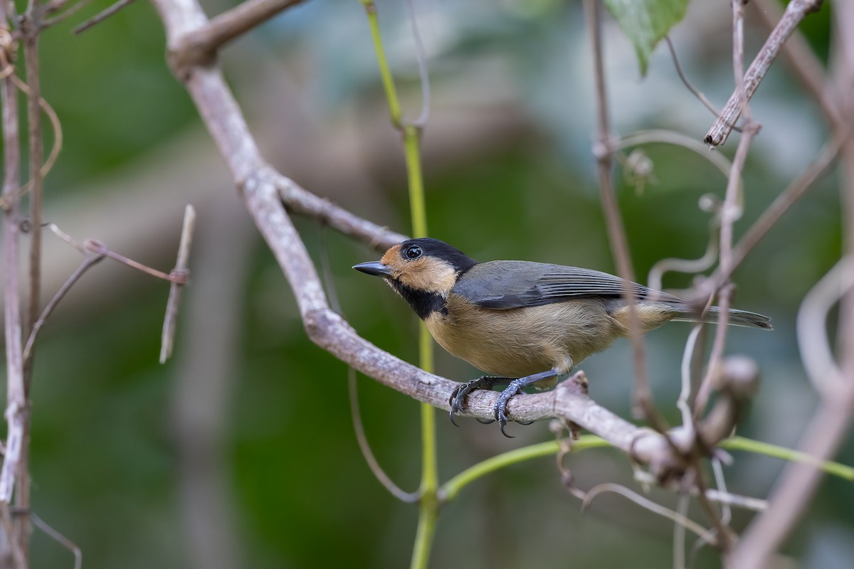 Mésange d'Iriomote - ML523406231