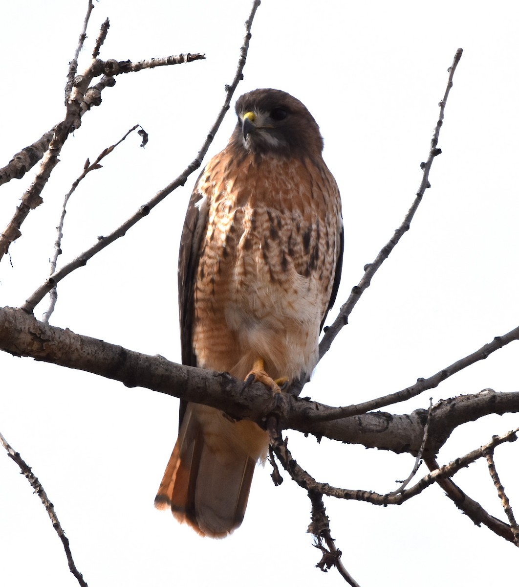 Red-tailed Hawk - ML523408101